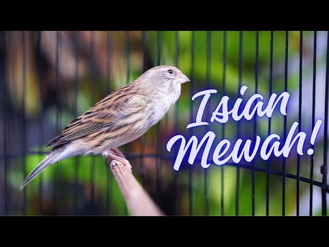 SUARA BURUNG |112| Kenari GACOR PANJANG INI Cocok untuk Masteran KENARI PAUD dan Kenari Macet BUNYI