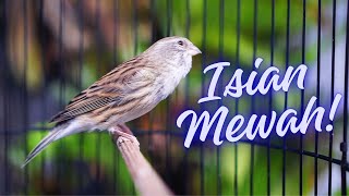 MATERI MEWAH IRAMA JAWARA ! MASTERAN KENARI ISIAN BLACKTHROAT GACOR MERDU DURASI PANJANG