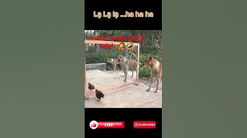 Khi Động Vật Soi Gương sẽ Như thế Nào