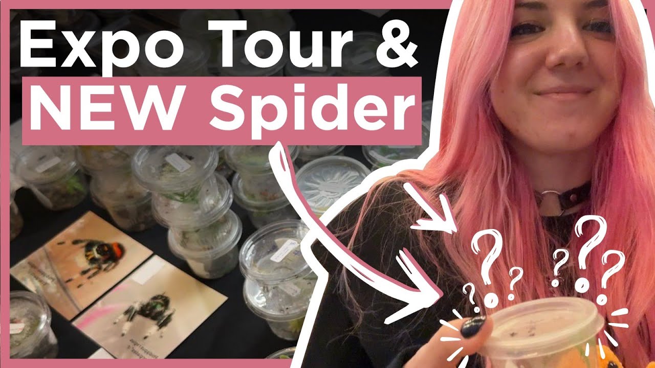 Я ЗАВЕЛА НОВОГО ПАУКА🕷️💕 | Видеоблог и трейлер выставки AkvaTera Slovakia Expo