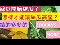 絲瓜開始結瓜，怎樣才能讓絲瓜高產，結的多多的丝瓜，我不嫌多😜-- HOW TO MAKE LOOFAHS BEAR MORE?