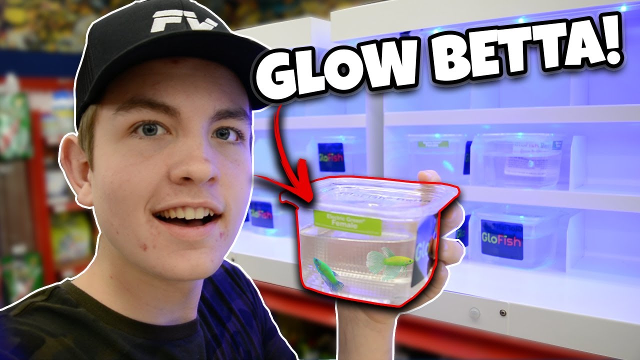 Buying *NEW* Rare GLO BETTA FISH!! (NEW SETUP) 
