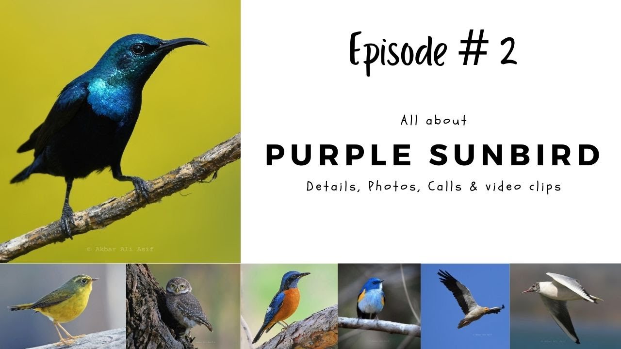 Purple Sunbird | Cinnyris asiaticus | Appearance, Anatomy & Facts | Akbar Ali Asif Birds of Pakistan