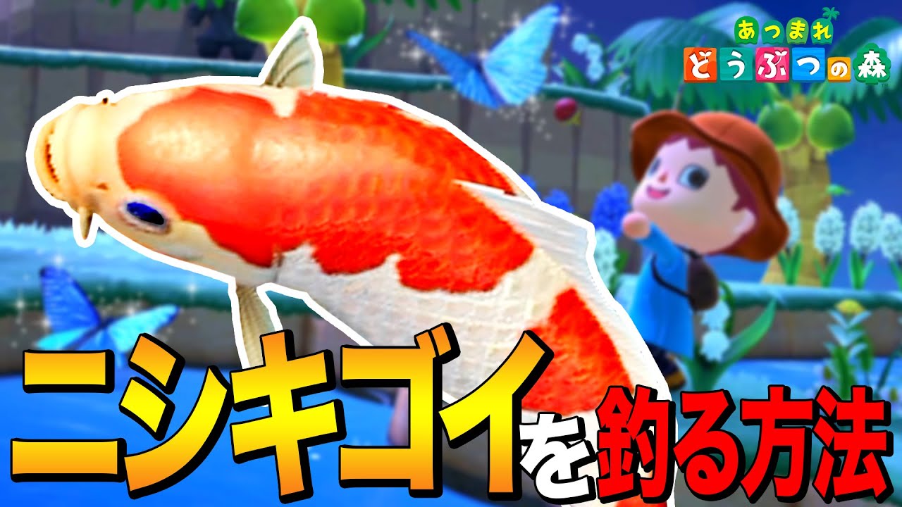 あつ森】色恋からの恋愛「ニシキゴイ」を釣る方法 ～KOI-GOKORO 