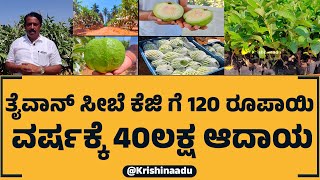 ತೈವಾನ್ ಸೀಬೆ ಕೆಜಿ ಗೆ 120 ರೂಪಾಯಿ ವರ್ಷಕ್ಕೆ 40ಲಕ್ಷ ಆದಾಯ | Taiwan Guava Farming in Kolar #guava