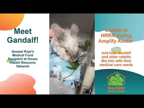 Meet Gandalf! Rojo's Medical Fund Recipient Amplify Austin