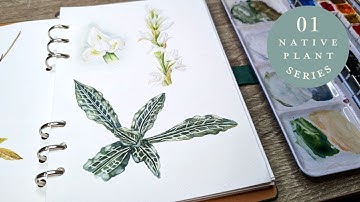 3 Tips for Botanical Illustration