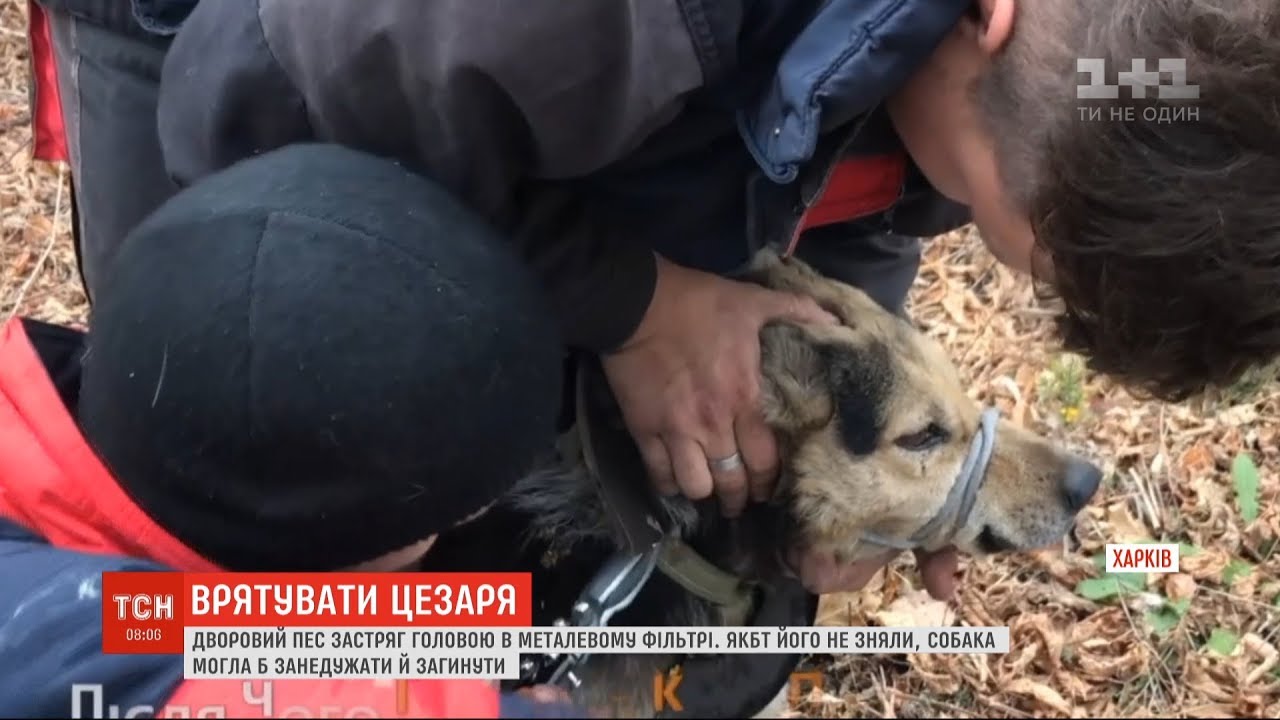 Песня в голову лезет. ТСН наши псы лучше москальских.