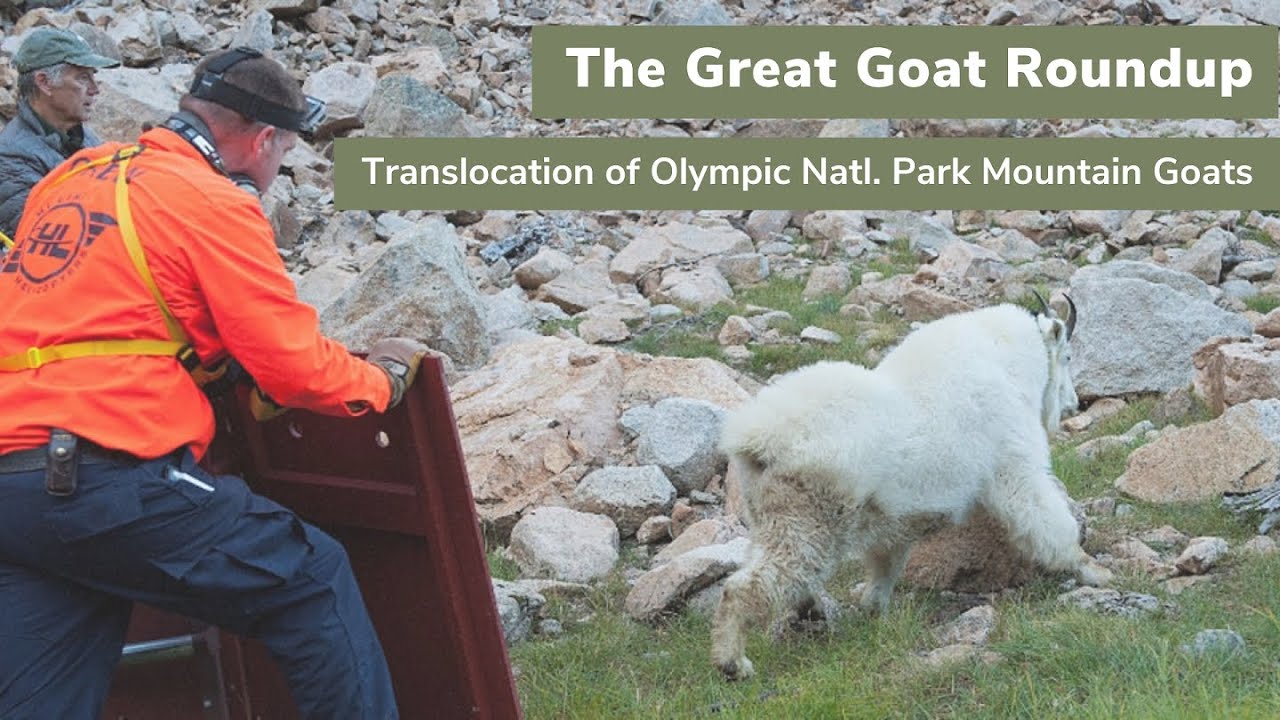 North Cascades Audubon Society Presents: The Great Goat Roundup