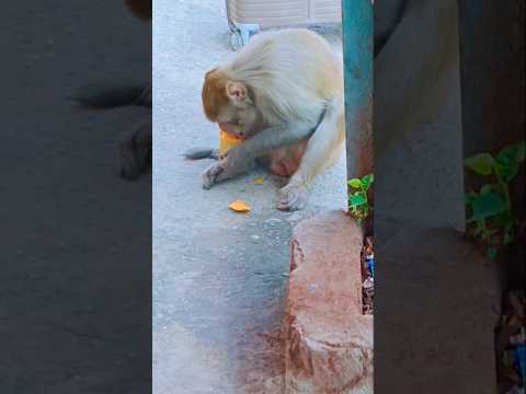 #shortsviral ki jo  khesari Lal#viral