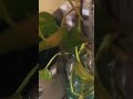 Pothos: We Got Roots! 🥹 #shorts #trending #plants #drdre