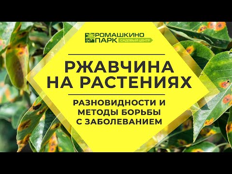 Ржавчина растений: природа заболевания и методы лечения
