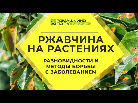 Видео: Борьба с пятнистостью листьев овса – лечение овса с пятнистостью листьев