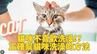 貓咪為什麼不喜歡洗澡正確幫貓咪洗澡的好方法