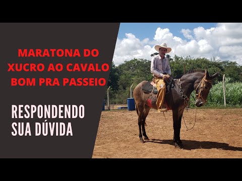 Marathoncode: Passeio do cavalo