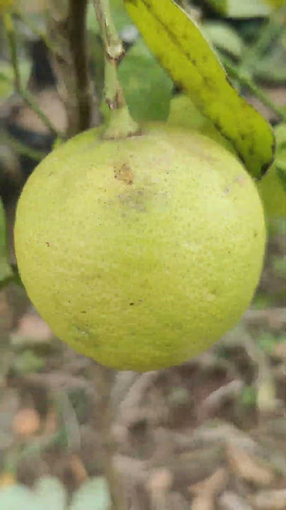 Thailand lemon new variety