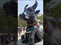 Nandi - A Symbolism of Eternal Waiting 🌸🌿