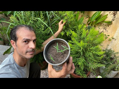 ازرع مئات الشتلات من أشجار السرو مجان ا بهذه الطريقة واملئ حديقتك بأشجار زينة ذات قيمة كبيرة
