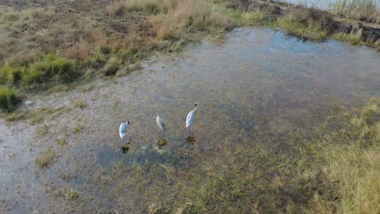 10 जनवरी 2026