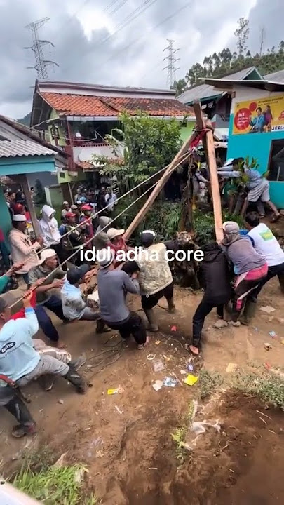 IDUL ADHA CORE NGAKAK🤣