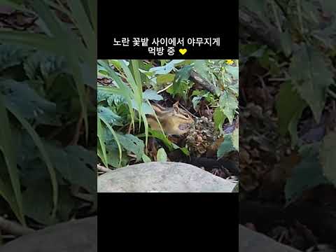 설악산 <strong>대청봉</strong> 가다가 만난 심쿵 다람쥐 먹방 🐿️