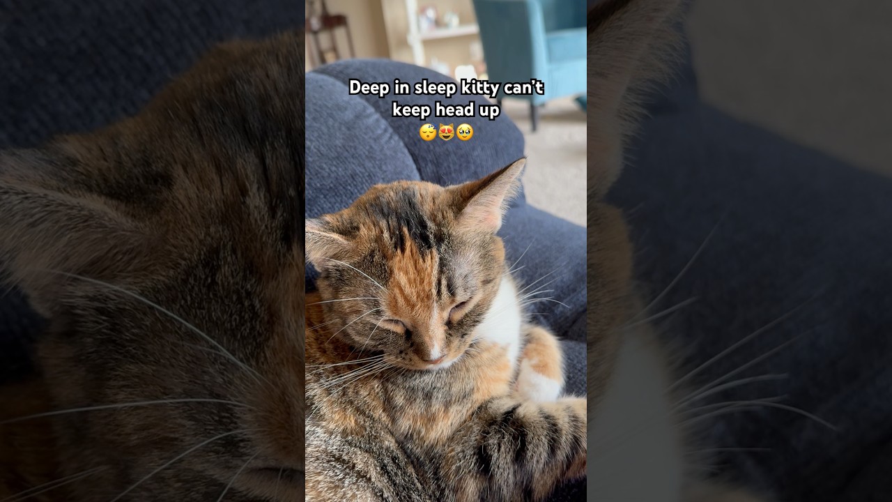 Adorable sleepy kitty😴😻 