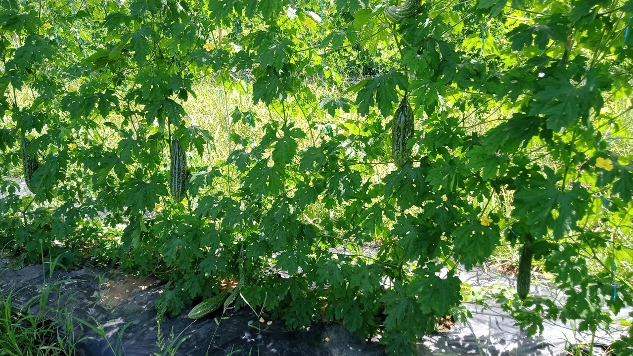 42 days galaxy max f1,subrang dami na ang bunga #thanksgodforeverything