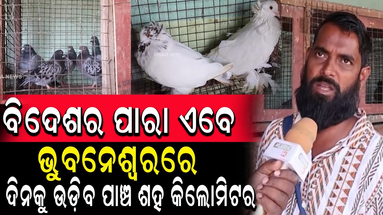 ବିଦେଶର ପାରା ଏବେ ଭୁବନେଶ୍ୱର ରେ ଦିନକୁ ଉଡ଼ିବ ପାଞ୍ଚ ଶହ କିଲୋମିଟର #Pigeon #Birds #birajanews