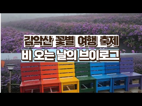 감악산 꽃별 여행축제, 비 오는 날 구절초와 아스타 국화 산책 브이로그