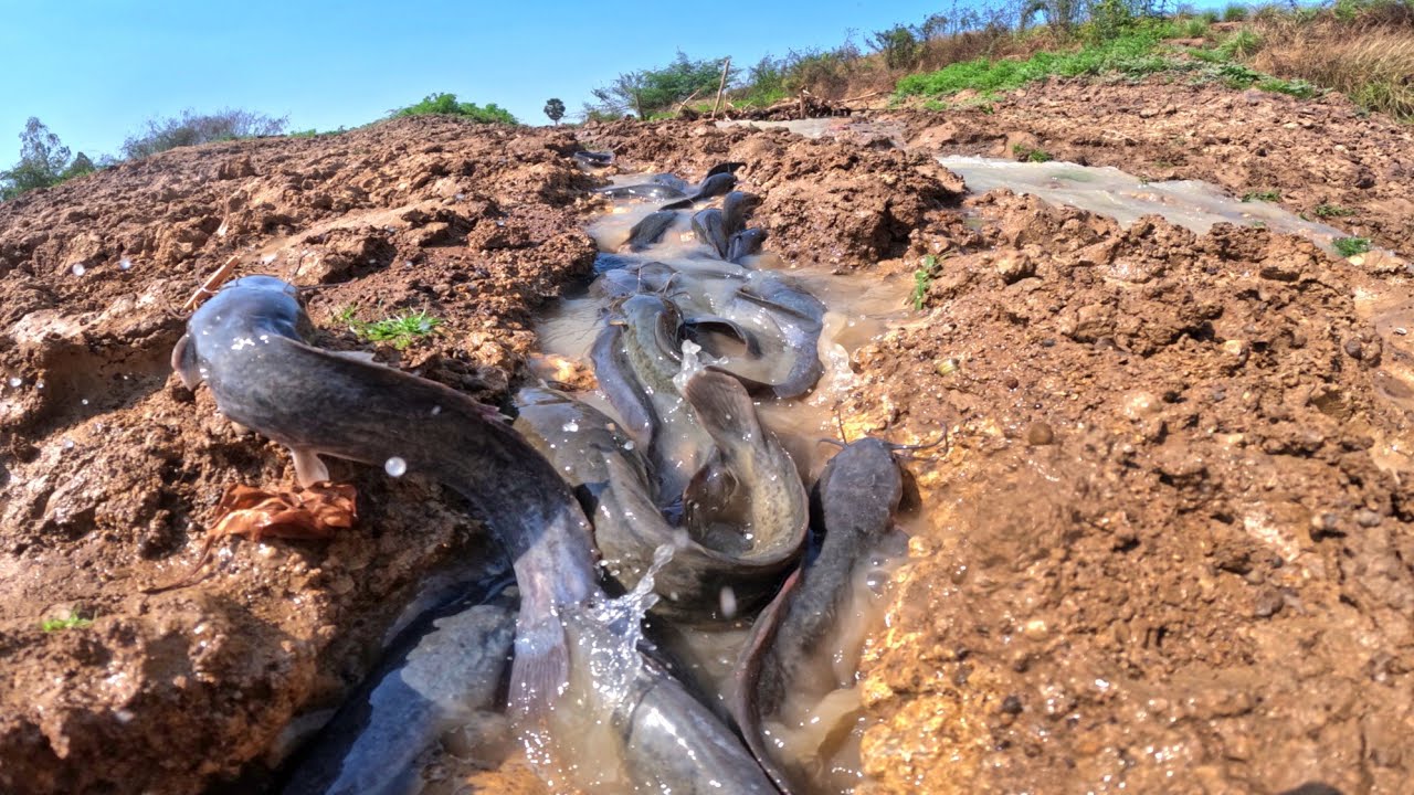 best fishing, catch a lot of fish flowing water and pick duck eggs 