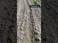 ПАВЛОНИЯГА СУВ БЕРИШ ТАРТИБИ #garden