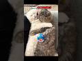 Other cat couples Vs... #cat #shorts