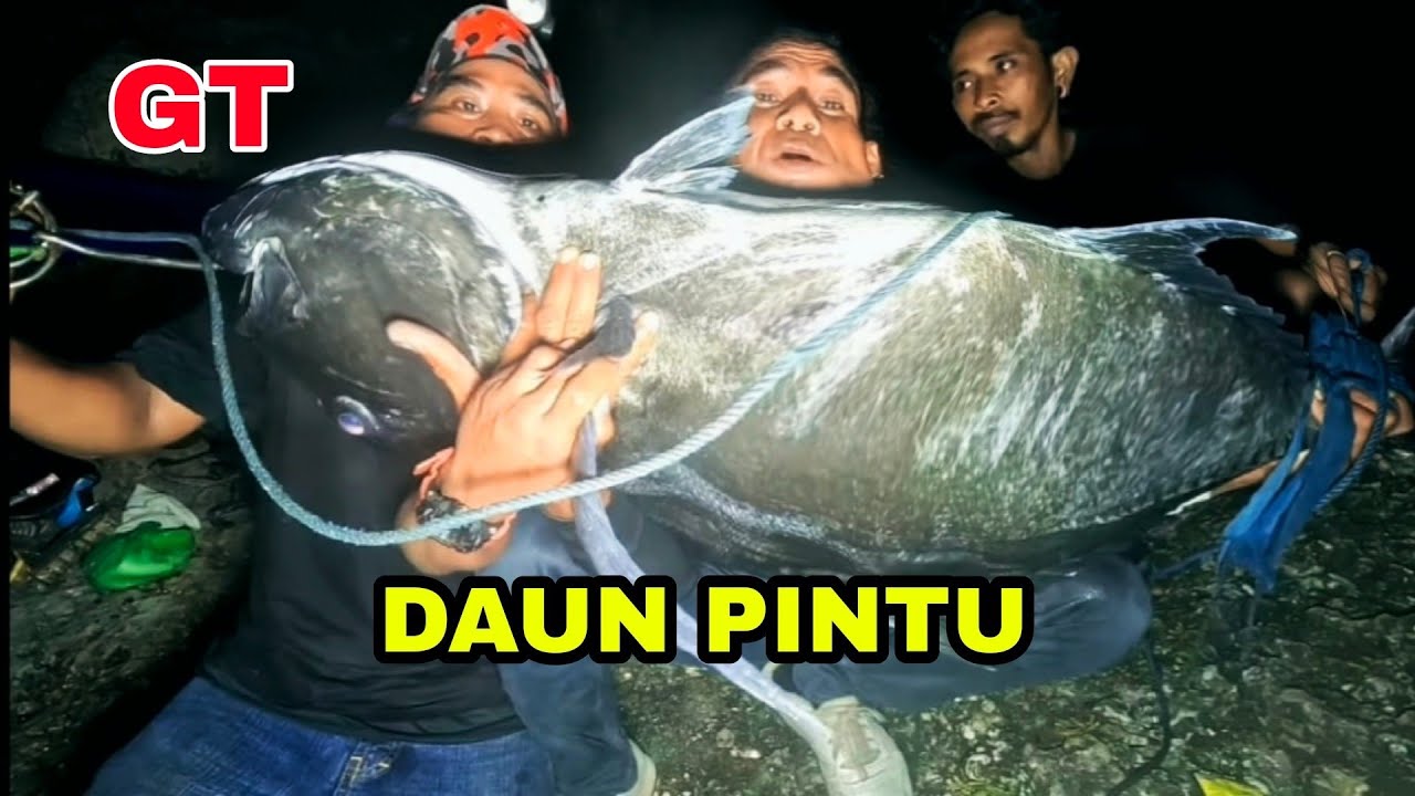 ⛔  Begini cara kalau GT  besar  terjatuh saat penjangkaran  jangan  panik!!!