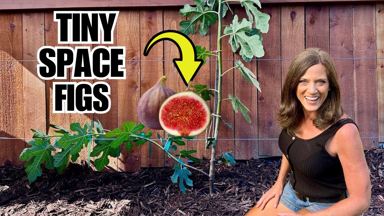 How to Plant an Fig Tree With Espalier Method - What You Didn't Know