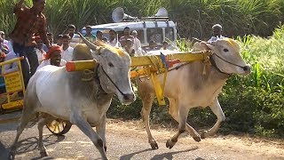 Khillari bulls opening run at ranna ...