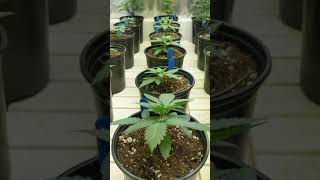 ITC GENETICS Testing seed before release