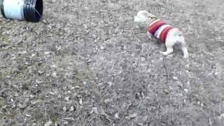 Miss Sassy's Video on a windy day 2-24-12.avi