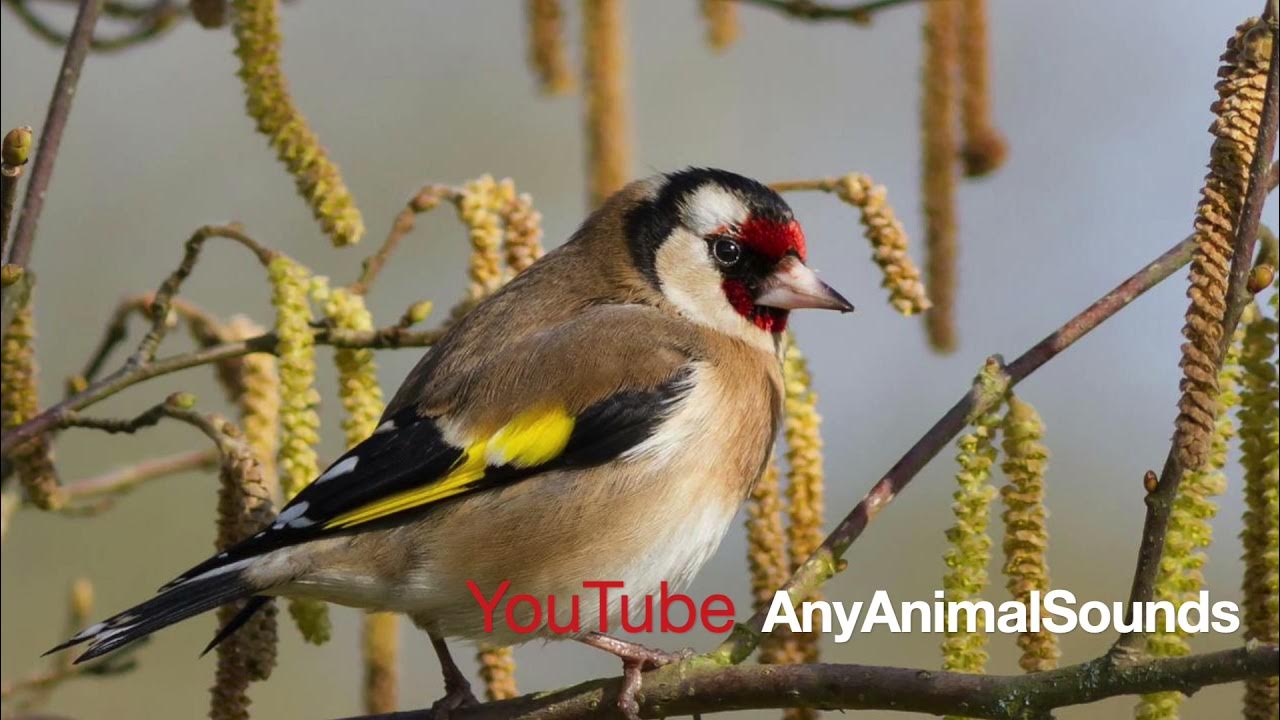 European goldfinch sound european goldfinch voice goldfinch call