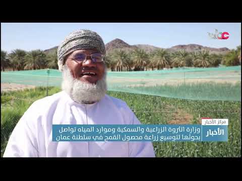 وزارة الثروة الزراعية والسمكية وموارد المياه تواصل بحوثها لتوسيع زراعة محصول القمح في سلطنة عمان