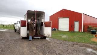 Joe Turner trailer loading colt after 30 days of training - Turner Horsemanship/RMH
