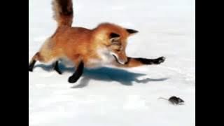 Florin Peste,Ioana Si Play AJ - Oriunde Mergi Tu