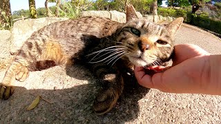 キジトラ猫が大きな声で鳴きながら「モフってくれ！」と要求してきた