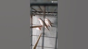 My Fawn Java 🤎🥰 #bird #birds #java #fawnjava #lovebirds #lovebird #aviary