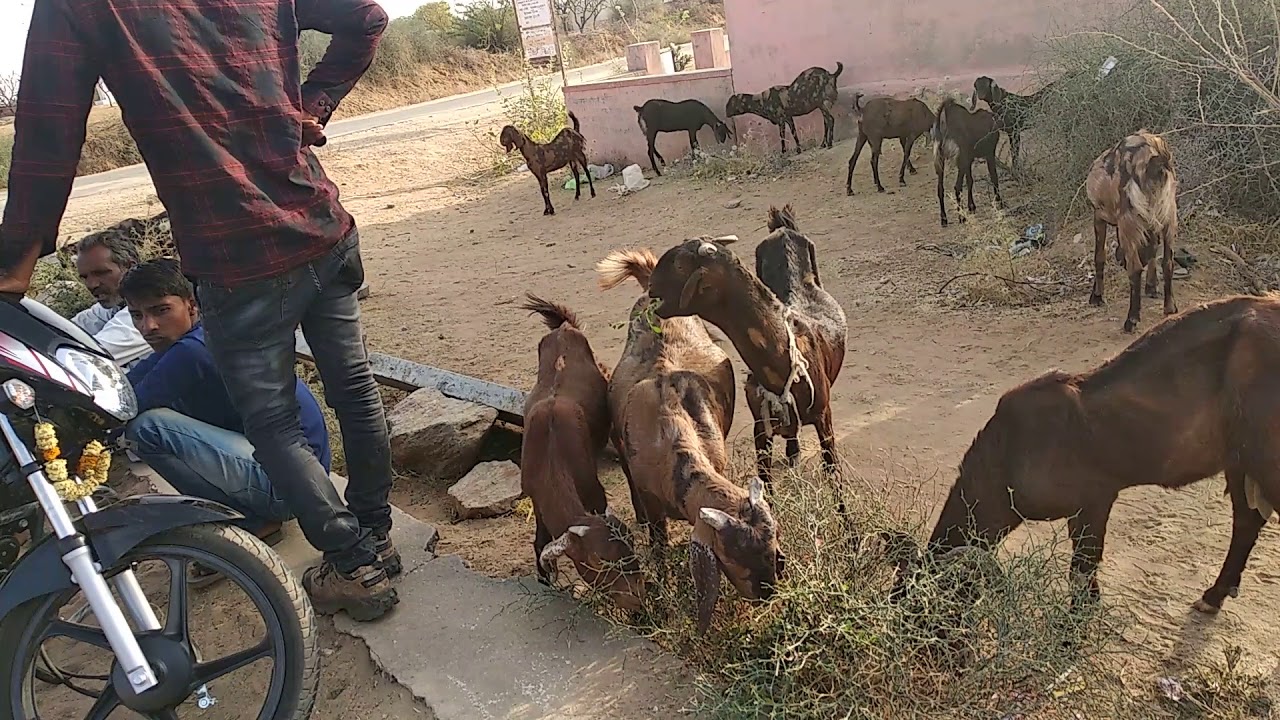 A.s Goat Farm pvt.ltd pushkar Ajmer rajasthan all india suppliers pin