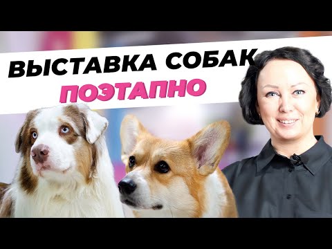 Видео: Скотт Пелли Чистая стоимость: Вики, Женат, Семья, Свадьба, Заработная плата, Братья и сестры