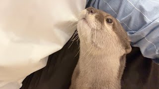 飼い主の食べ物を狙っているうちに飼い主の一部になるカワウソ Otter becomes part of its owner as it goes after its owner's food by ma ko 8,428 views 2 weeks ago 3 minutes, 24 seconds