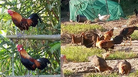 nyob zoo os los saib peb cov qaib dib os 27/924