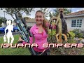 Iguana hunting at south florida homes with iguana snipers