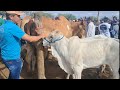MAIOR FEIRA DE ANIMAIS EM PERNAMBUCO