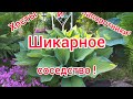 Хосты и папоротники-шикарное соседство!